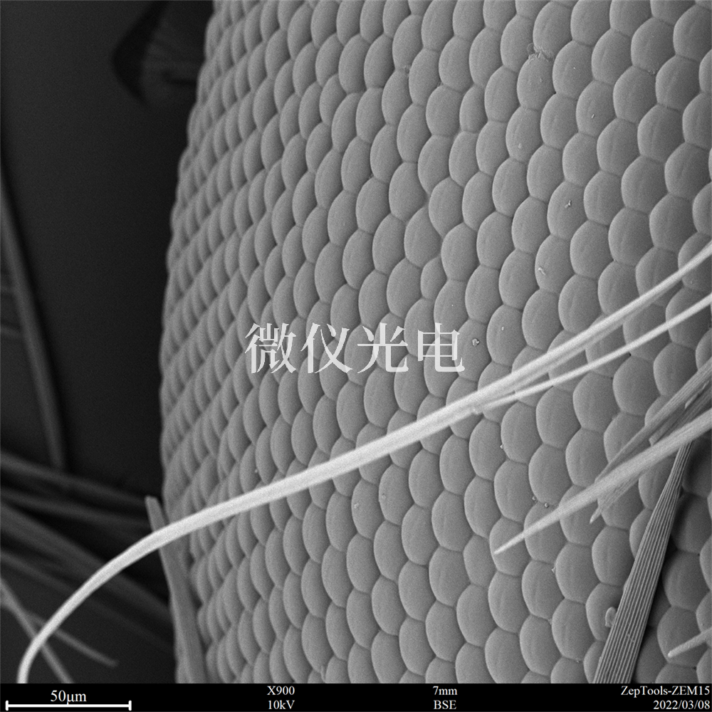 掃描電鏡有沒(méi)有什么局限性？