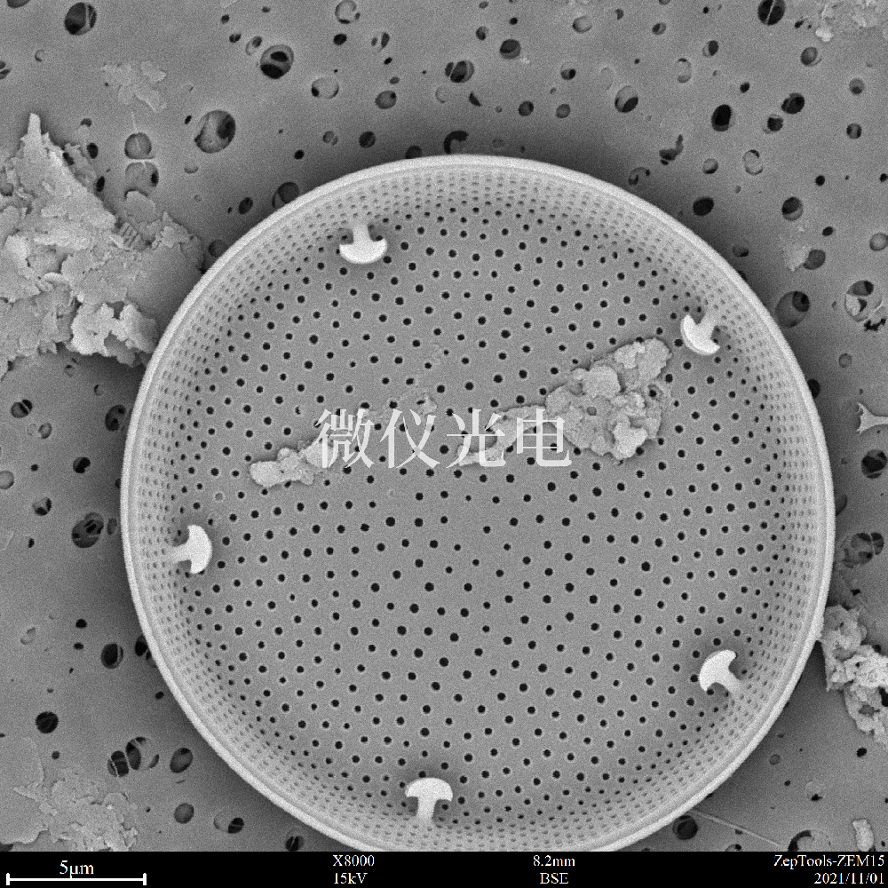 臺(tái)式掃描電鏡觀察樣品要求的干燥的方法有幾種？